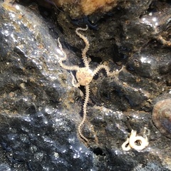 Amphipholis squamata