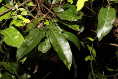 Cryptocarya microneura