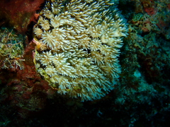 Galaxea fascicularis