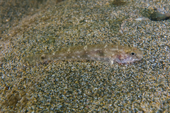 Favonigobius