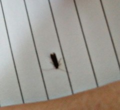 Lepidoptera