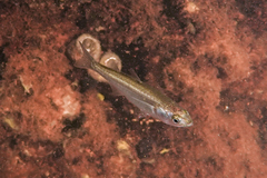Aldrichetta forsteri