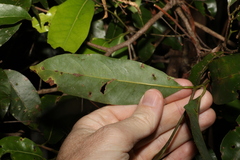 Cryptocarya microneura