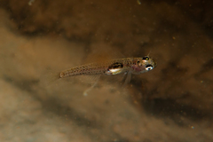 Gobiopterus semivestitus