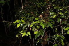 Cryptocarya microneura