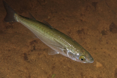 Aldrichetta forsteri