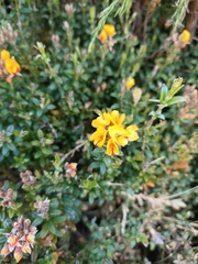 Oxylobium ellipticum