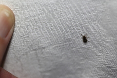 Anthribinae