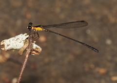 Lestoidea brevicauda