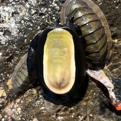 Scutus antipodes