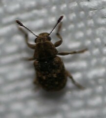 Anthribinae