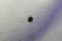 Eufroggattia tuberculata