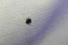 Eufroggattia tuberculata