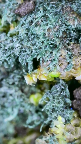 Dictyonema coppinsii