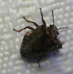 Eufroggattia tuberculata