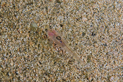 Gobiopterus semivestitus