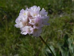 Armeria nebrodensis