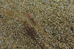 Gobiopterus semivestitus