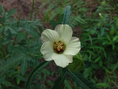 Hibiscus richardsonii