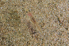 Gobiopterus semivestitus