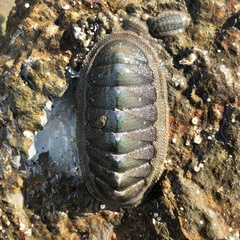 Ischnochiton australis