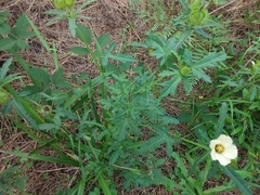 Hibiscus richardsonii