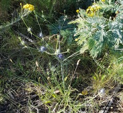 Eryngium ovinum