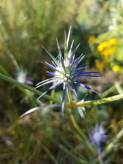 Eryngium ovinum