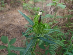Hibiscus richardsonii