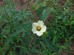 Hibiscus richardsonii
