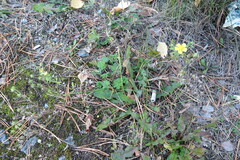 Potentilla argentea