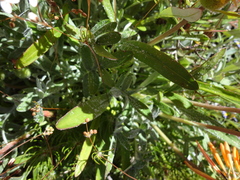 Gazania pectinata