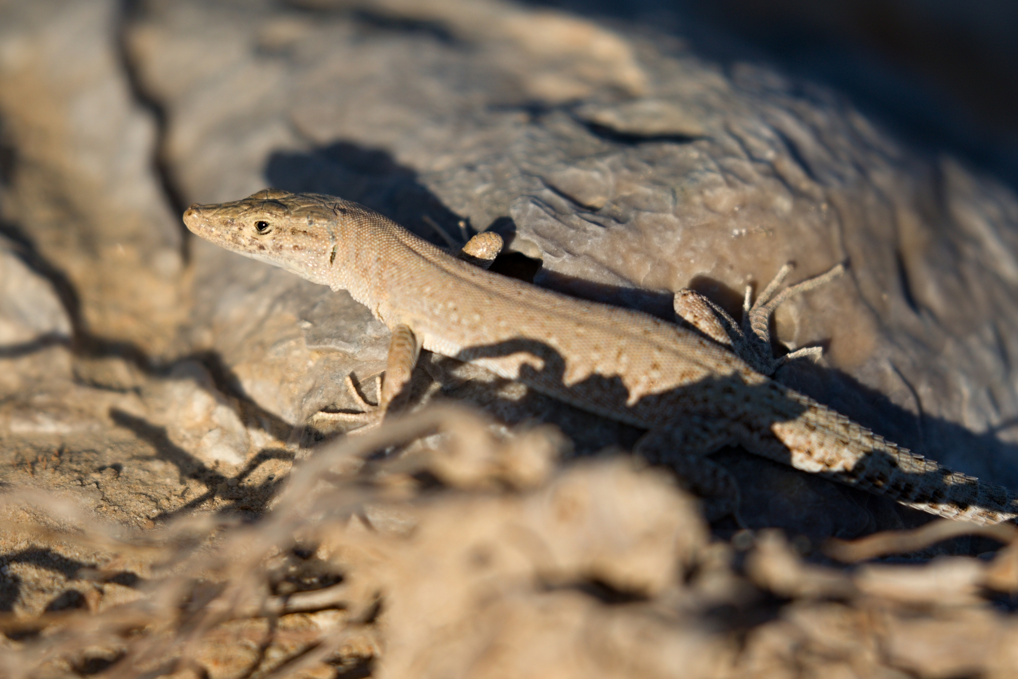 Ayun Sand Lizard photo 7