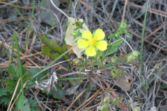 Potentilla argentea