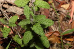 Teucrium argutum