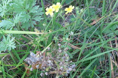 Potentilla argentea