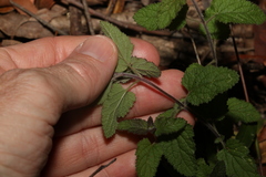 Teucrium argutum