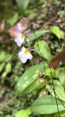 Utricularia striatula