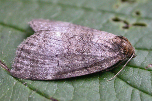 Common Lutestring