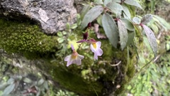 Utricularia striatula