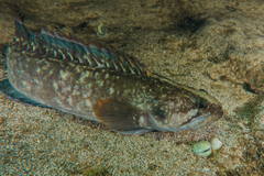 Acanthoclinus fuscus