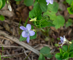 Viola acuminata