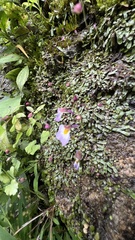 Utricularia striatula