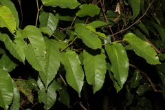 Cissus antarctica