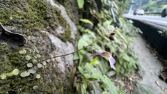 Utricularia striatula
