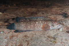 Acanthoclinus fuscus