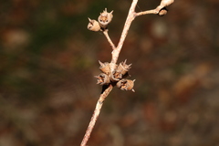 Eucalyptus resinifera