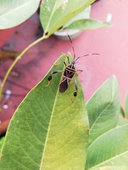 Leptoglossus lineosus
