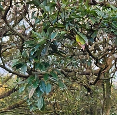 Machilus