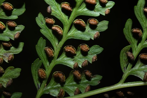 Culcitaceae